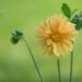 3202_8811_Dahlia_3.JPG