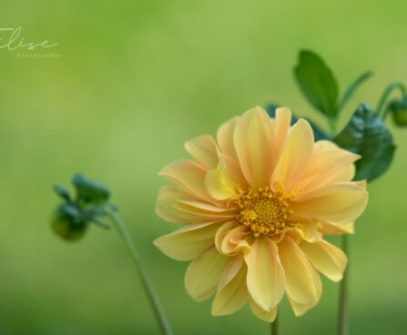 3202_8812_Dahlia_4.JPG