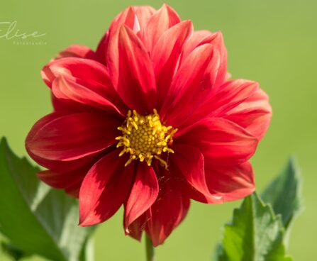 3202_8813_Dahlia_5.JPG