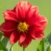 3202_8813_Dahlia_5.JPG