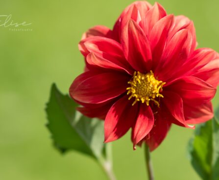 3202_8814_Dahlia_6.JPG