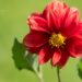 3202_8814_Dahlia_6.JPG