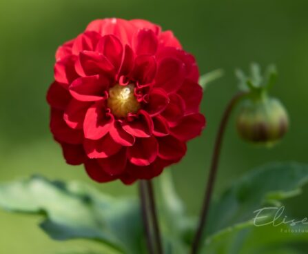 3202_8815_Dahlia_7.JPG
