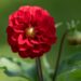 3202_8815_Dahlia_7.JPG