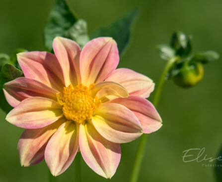3202_8816_Dahlia_8.JPG