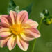 3202_8816_Dahlia_8.JPG