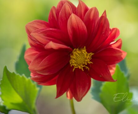 3202_8817_Dahlia.JPG
