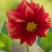 3202_8817_Dahlia.JPG