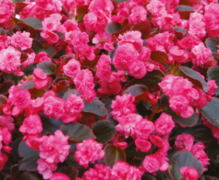 3206_8137_BEG_Doublet_Rose_407160.jpg