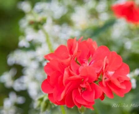 3218_8515_Pelargonium_x_peltatum_Royal_Fire__.JPG