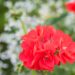 3218_8515_Pelargonium_x_peltatum_Royal_Fire__.JPG