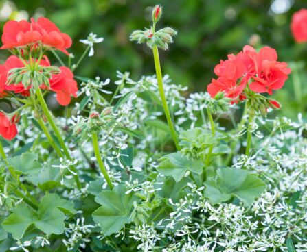 3218_8516_Pelargonium_x_peltatum_Royal_Fire___2.JPG