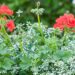 3218_8516_Pelargonium_x_peltatum_Royal_Fire___2.JPG