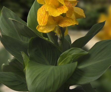 3244_9357_Canna_Happy_Emily-1-G.jpg