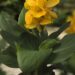 3244_9357_Canna_Happy_Emily-1-G.jpg