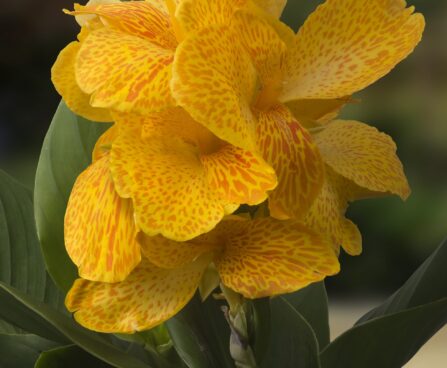 3244_9371_Canna_Happy_Emily-2-G.jpg