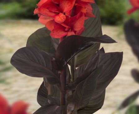 3245_9358_Canna_Happy_Julia-1-G.jpg