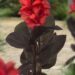 3245_9358_Canna_Happy_Julia-1-G.jpg