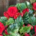 3319_9968_Begonia_x_tuberhybrida__mugulbegoonia_3.JPG