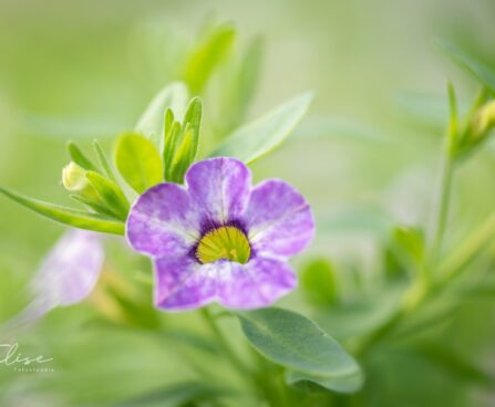 3322_10023_Calibrachoa_x_hybrida_Calita_Special_Sky_Blue_puispetuunia.jpg