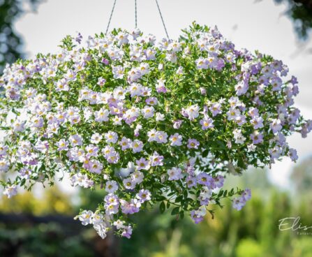 3322_10317_Calibrachoa_x_hybrida_Calita_Special_Sky_Blue_3.jpg