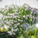 3322_10317_Calibrachoa_x_hybrida_Calita_Special_Sky_Blue_3.jpg