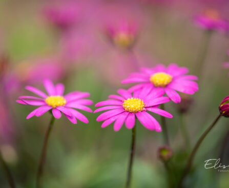 3323_10026_Brachyscome_multifida_Delight_Magenta_lohislehine_tukalill.jpg