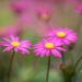 3323_10026_Brachyscome_multifida_Delight_Magenta_lohislehine_tukalill.jpg