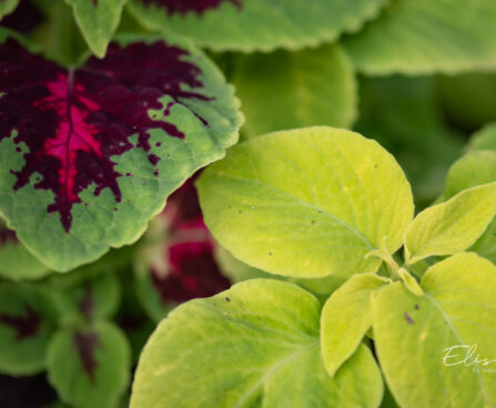 3325_10973_Coleus_x_blumei_Wizard_Mix_kirinoges_2.jpg