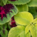 3325_10973_Coleus_x_blumei_Wizard_Mix_kirinoges_2.jpg