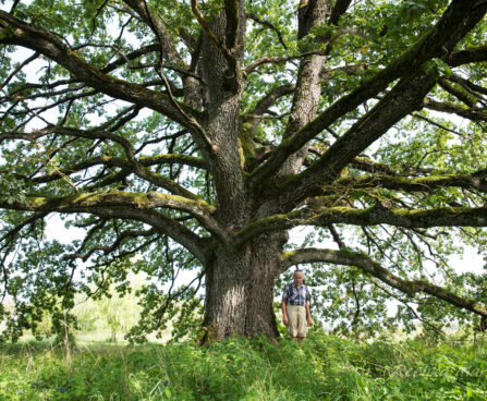 Quercus robur