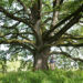 Quercus robur