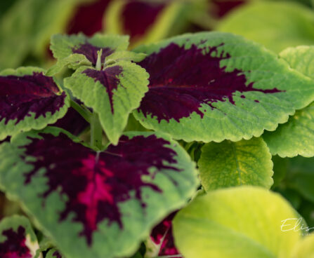 3325_10974_Coleus_x_blumei_Wizard_Mix_kirinoges_3.jpg