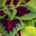 3325_10974_Coleus_x_blumei_Wizard_Mix_kirinoges_3.jpg