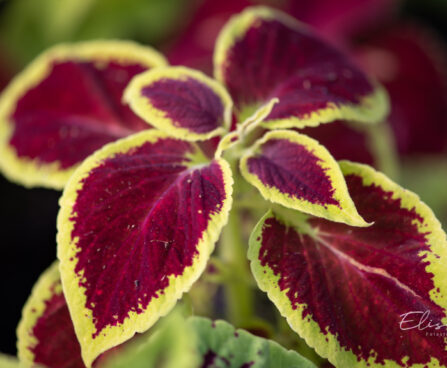 3325_10975_Coleus_x_blumei_Wizard_Mix_kirinoges_4.jpg