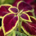 3325_10975_Coleus_x_blumei_Wizard_Mix_kirinoges_4.jpg