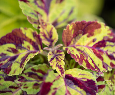 3325_10976_Coleus_x_blumei_Wizard_Mix_kirinoges_5.jpg