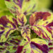 3325_10976_Coleus_x_blumei_Wizard_Mix_kirinoges_5.jpg