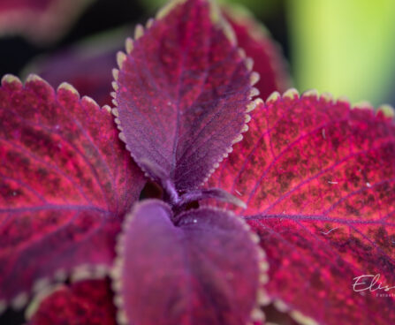3325_10977_Coleus_x_blumei_Wizard_Mix_kirinoges_6.jpg