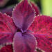 3325_10977_Coleus_x_blumei_Wizard_Mix_kirinoges_6.jpg