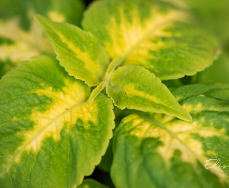 3325_10978_Coleus_x_blumei_Wizard_Mix_kirinoges_7.jpg