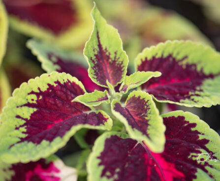 3325_10979_Coleus_x_blumei_Wizard_Mix_kirinoges.jpg