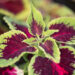 3325_10979_Coleus_x_blumei_Wizard_Mix_kirinoges.jpg