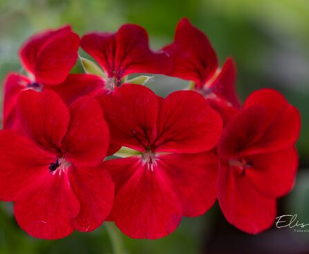 3332_10208_Pelargonium_x_peltatum__Gerainbow_Dark_Red__pelargoon.jpg