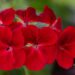 3332_10208_Pelargonium_x_peltatum__Gerainbow_Dark_Red__pelargoon.jpg