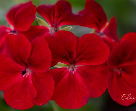 3332_10209_Pelargonium_x_peltatum__Gerainbow_Dark_Red__pelargoon_2.jpg