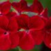 3332_10209_Pelargonium_x_peltatum__Gerainbow_Dark_Red__pelargoon_2.jpg