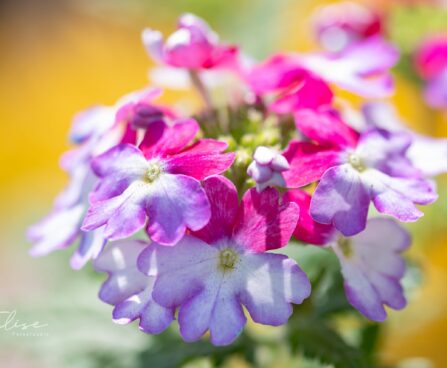 3345_10014_Verbena_x_peruviana_Samira_Burgundy_Wing__raudurt_2.jpg