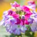 3345_10014_Verbena_x_peruviana_Samira_Burgundy_Wing__raudurt_2.jpg