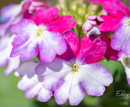 3345_10015_Verbena_x_peruviana_Samira_Burgundy_Wing__raudurt_3.jpg